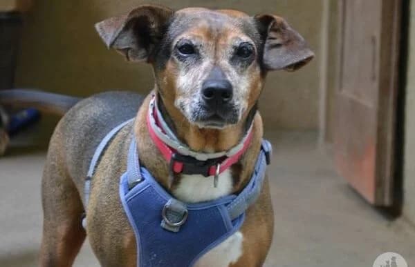 Rista, female 5yo Mixed Breed for adoption at Animal Happyend, Animal Happyend