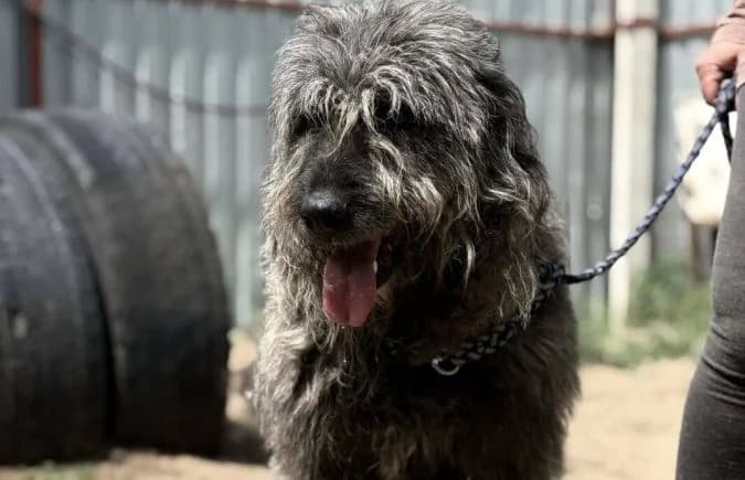 Robertin, female senior Mixed Breed for adoption at Animal Happyend, Animal Happyend