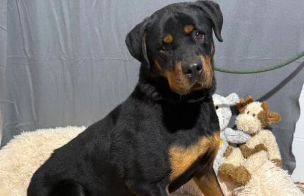 Rocky-14, male 6yo Rottweiler for adoption at Animal Happyend, Animal Happyend