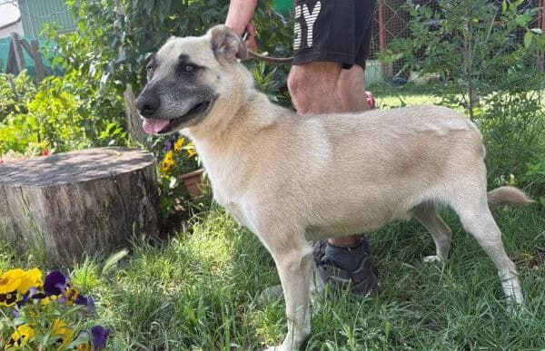 Rodeo-3, male 6yo Mixed Breed for adoption at Animal Happyend, Animal Happyend