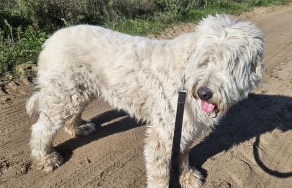 Romulus, male Mixed Breed for adoption at Animal Happyend, Animal Happyend