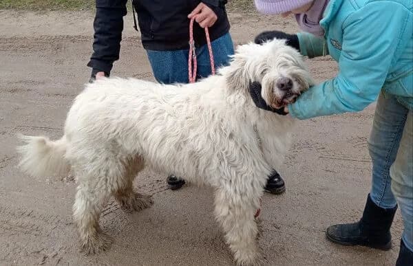 Romulus, male senior Mixed Breed for adoption at Animal Happyend, Animal Happyend
