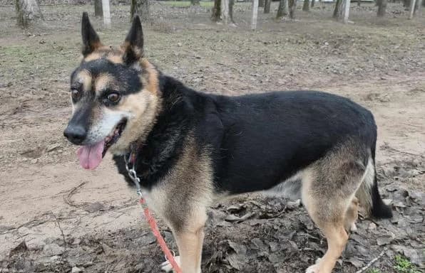 Roni-2 (Hund des Monats Juli 2024), male senior mixed breed for adoption at Animal Happyend, Animal Happyend