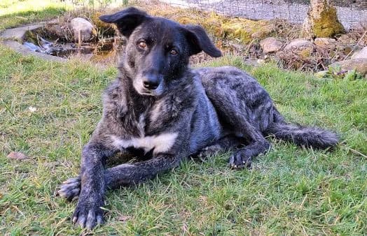 Rork, male senior Mixed Breed for adoption at Animal Happyend, Animal Happyend