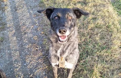 Rork, male Mixed Breed for adoption at Animal Happyend, Animal Happyend photo 2