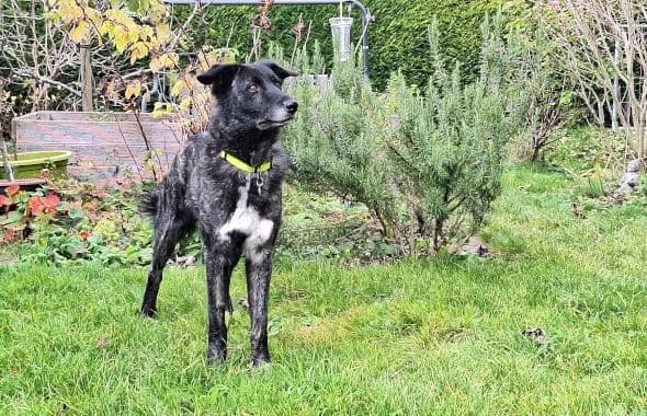 Rork, male Mixed Breed for adoption at Animal Happyend, Animal Happyend photo 3