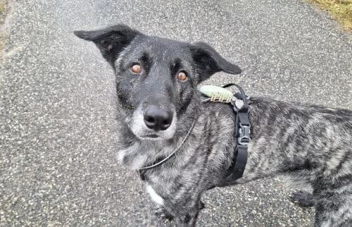 Rork, male Mixed Breed for adoption at Animal Happyend, Animal Happyend photo 4