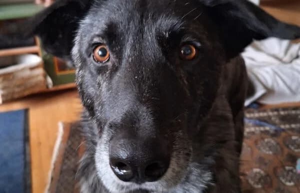 Rork, male Mixed Breed for adoption at Animal Happyend, Animal Happyend photo 5