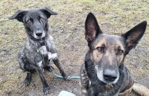 Rork, male Mixed Breed for adoption at Animal Happyend, Animal Happyend photo 6