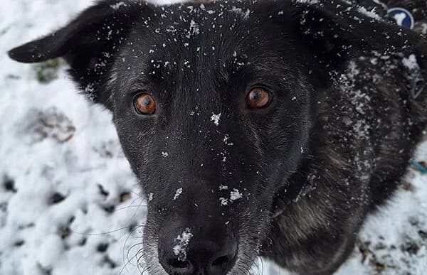 Rork, male Mixed Breed for adoption at Animal Happyend, Animal Happyend photo 7