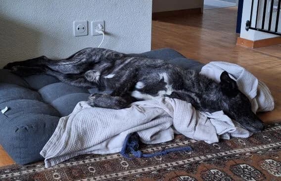 Rork, male Mixed Breed for adoption at Animal Happyend, Animal Happyend photo 8