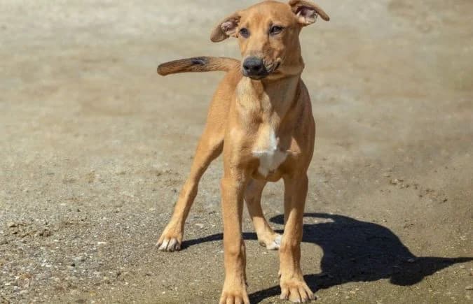 Roy-5, Mixed Breed (Animal Happyend)