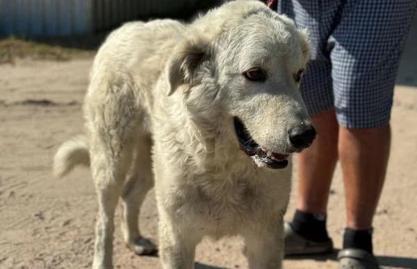 Rudi-9, male 6yo Kuvasz for adoption at Animal Happyend, Animal Happyend