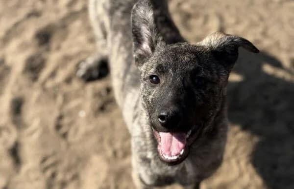 Rudolf-3, male Mixed Breed for adoption at Animal Happyend