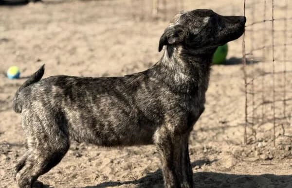 Rudolf-3, male Mixed Breed for adoption at Animal Happyend, Animal Happyend photo 2