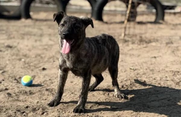 Rudolf-3, male Mixed Breed for adoption at Animal Happyend, Animal Happyend photo 3