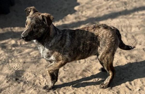 Rudolf-3, male Mixed Breed for adoption at Animal Happyend, Animal Happyend photo 4