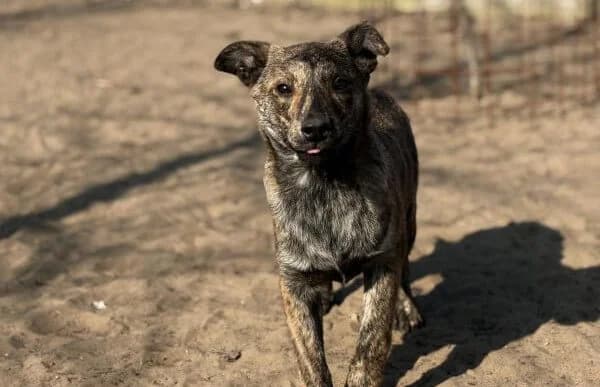 Rudolf-3, male Mixed Breed for adoption at Animal Happyend, Animal Happyend photo 5