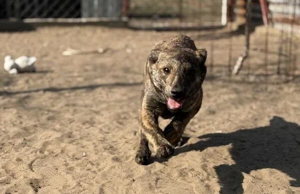 Rudolf-3, male Mixed Breed for adoption at Animal Happyend, Animal Happyend photo 6