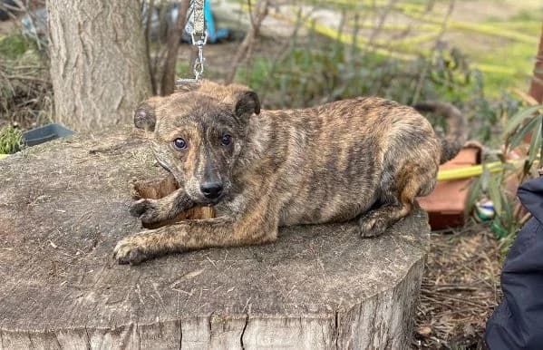 Rudolf-3, male Mixed Breed for adoption at Animal Happyend, Animal Happyend photo 7