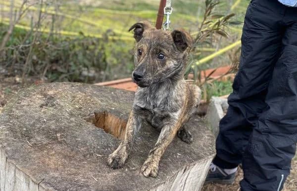 Rudolf-3, male Mixed Breed for adoption at Animal Happyend, Animal Happyend photo 8