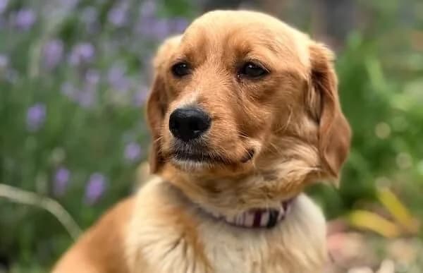 Rurik, male young Mixed Breed for adoption at Animal Happyend, Animal Happyend