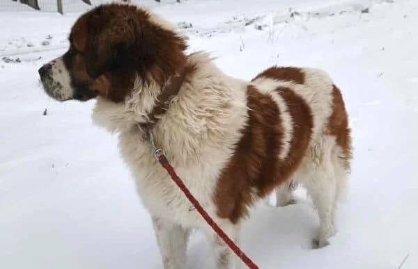 Ruslan, male mixed breed for adoption at Animal Happyend, Animal Happyend