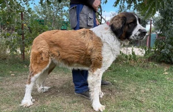 Ruszi, female senior mixed breed for adoption at Animal Happyend, Animal Happyend