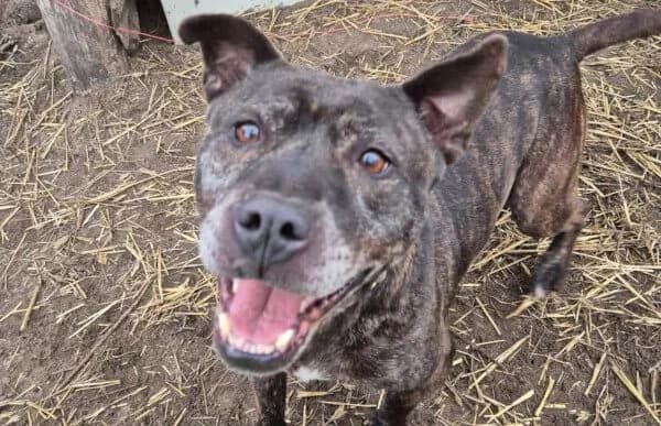 Rut, weiss female senior mixed breed for adoption at Animal Happyend, Animal Happyend