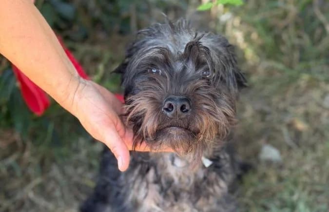 Samson-4, male young Mixed Breed for adoption at Animal Happyend, Animal Happyend