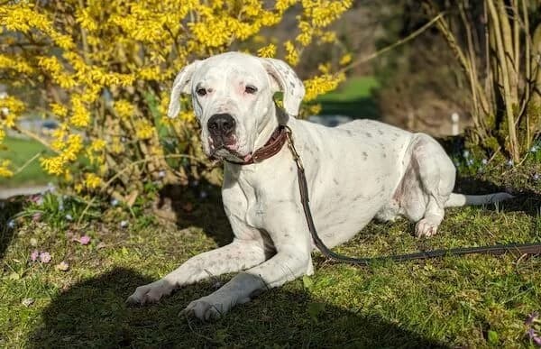 Sansa-6, female senior Dogo Argentino for adoption at Animal Happyend, Animal Happyend