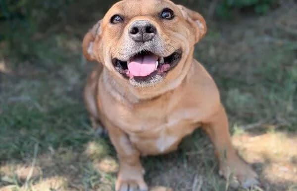 Sarolta-3, female 3yo Mixed Breed for adoption at Animal Happyend, Animal Happyend