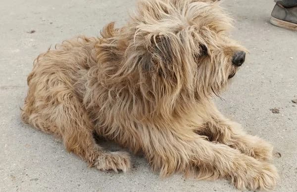 Scooby-4, male 3yo Mixed Breed for adoption at Animal Happyend, Animal Happyend