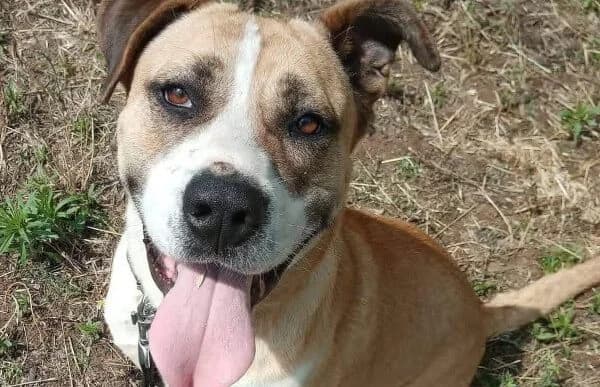Selina-2, female senior mixed breed for adoption at Animal Happyend, Animal Happyend