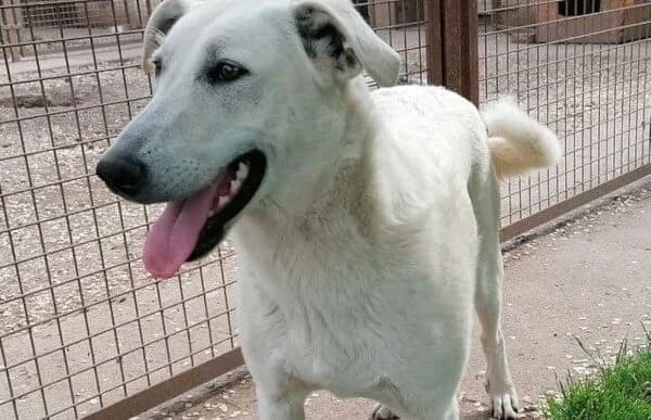 Selymes, female 4yo Mixed Breed for adoption at Animal Happyend, Animal Happyend