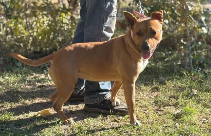 Serona, female 3yo mixed breed for adoption at Animal Happyend, Animal Happyend