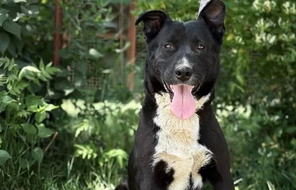 Shaba-3, female senior Mixed Breed for adoption at Animal Happyend, Animal Happyend