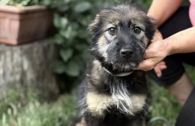 Shenzi-2, female puppy Mixed Breed for adoption at Animal Happyend, Animal Happyend