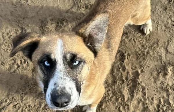 Shirley-4, male 5yo Mixed Breed for adoption at Animal Happyend, Animal Happyend