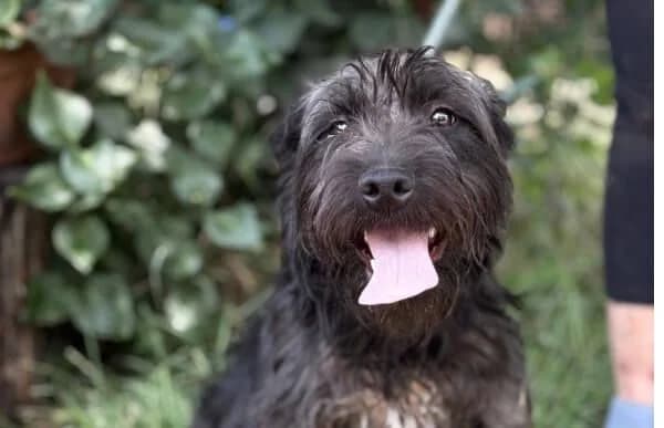 Sobor, male Mixed Breed for adoption at Animal Happyend, Animal Happyend
