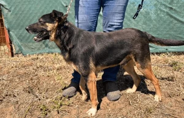 Spike-3, male 5yo Mixed Breed for adoption at Animal Happyend, Animal Happyend