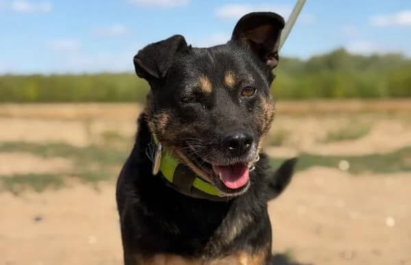 Spike-3, male 5yo Mixed Breed for adoption at Animal Happyend, Animal Happyend