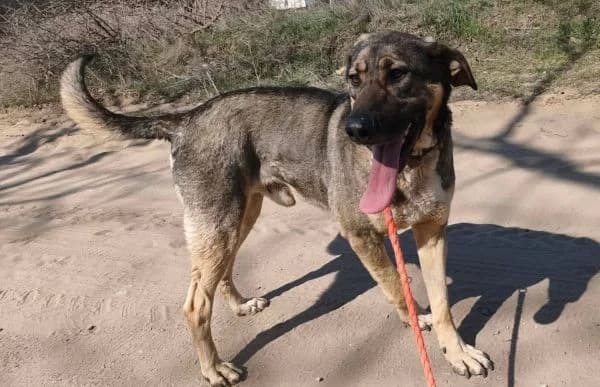 Strolch-2, male Mixed Breed for adoption at Animal Happyend, Animal Happyend