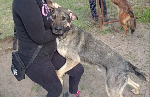 Strolch-2, male 7yo Mixed Breed for adoption at Animal Happyend, Animal Happyend