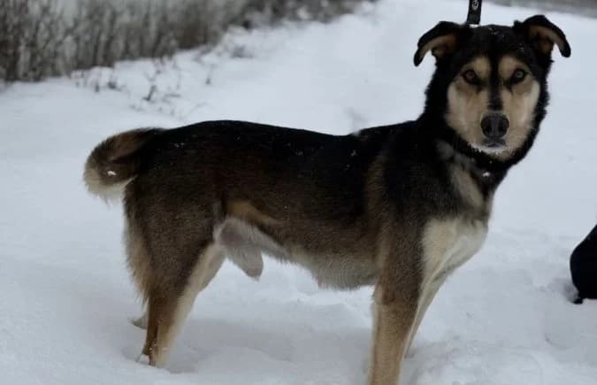 Sumak, male 4yo Husky for adoption at Animal Happyend, Animal Happyend