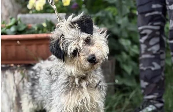 Szajna, female senior Mixed Breed for adoption at Animal Happyend, Animal Happyend
