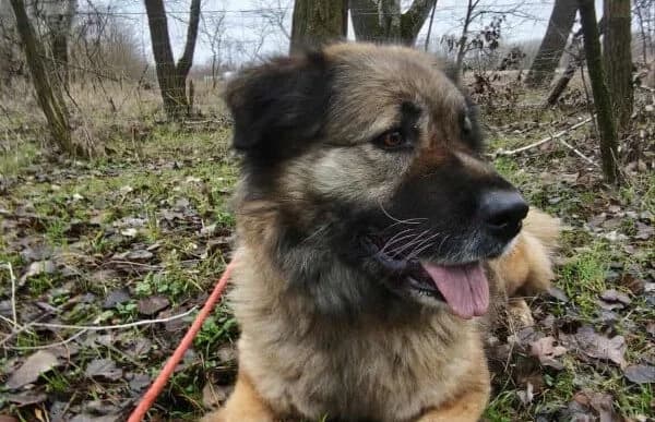 Szava, female mixed breed for adoption at Animal Happyend, Animal Happyend