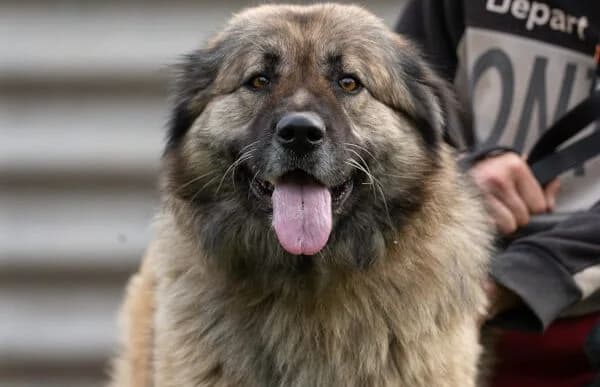 Szava, female senior mixed breed for adoption at Animal Happyend, Animal Happyend