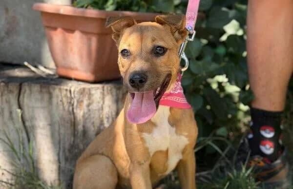 Szeniz, Mixed Breed (Animal Happyend)