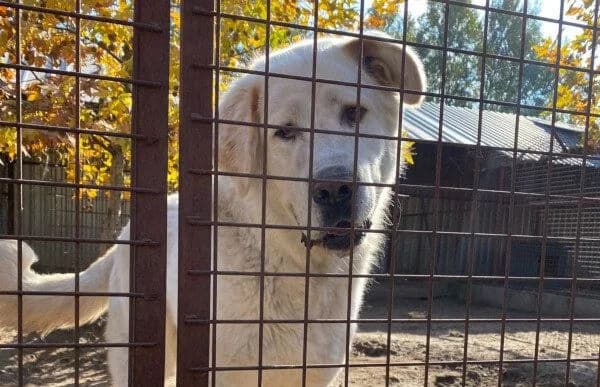 Szibir, male mixed breed for adoption at Animal Happyend, Animal Happyend